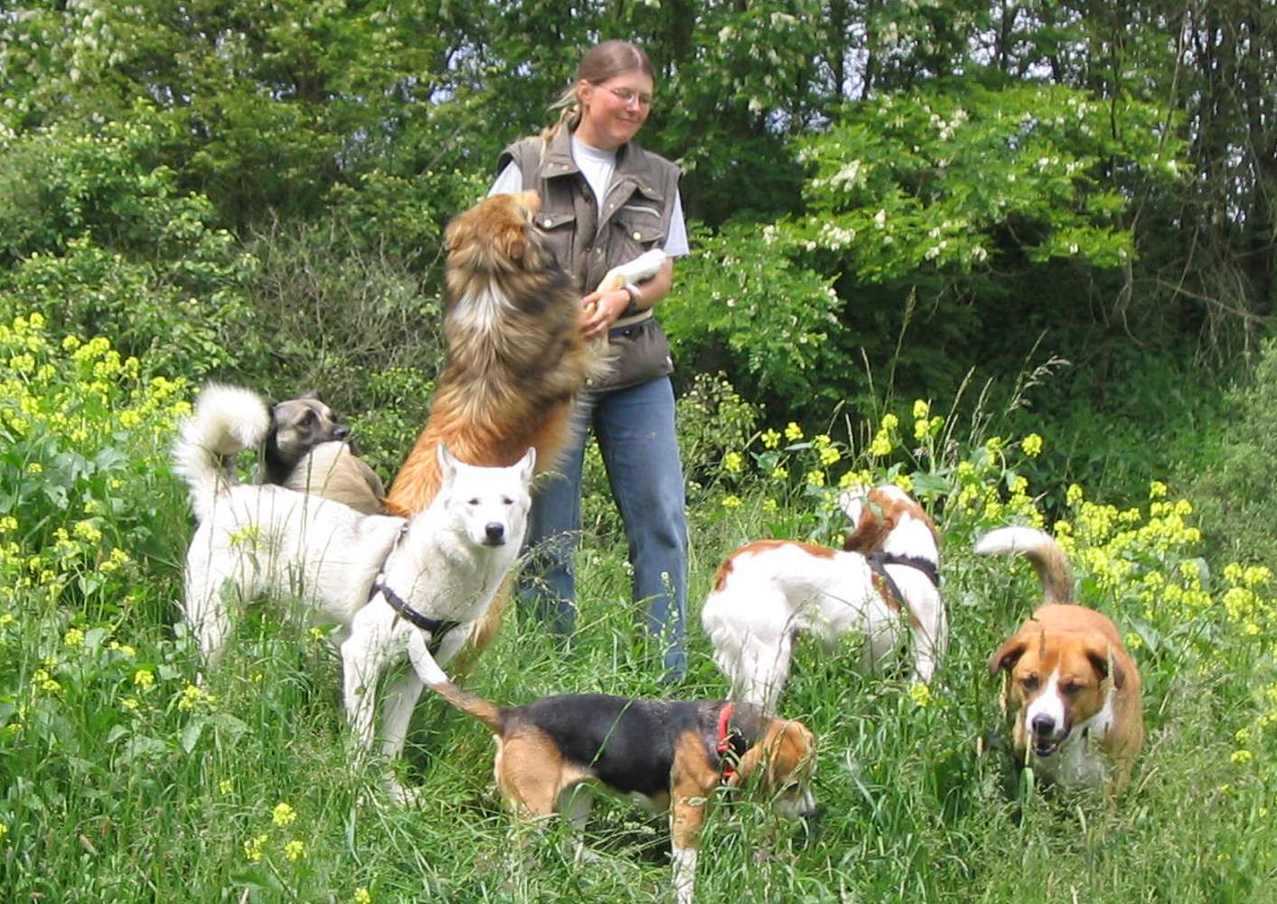 Was passt zu mir und meinem Hund