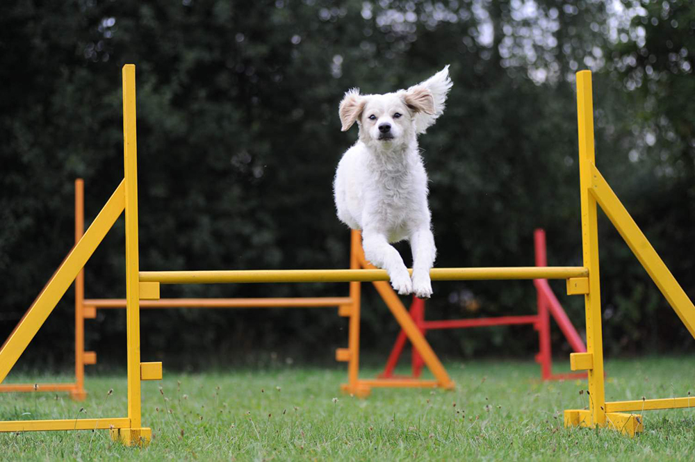 Agility