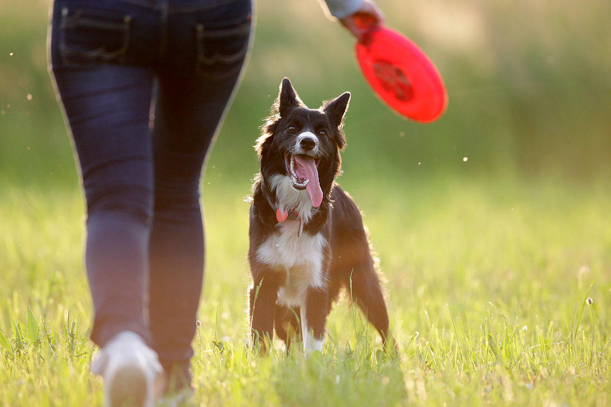 Frisbee