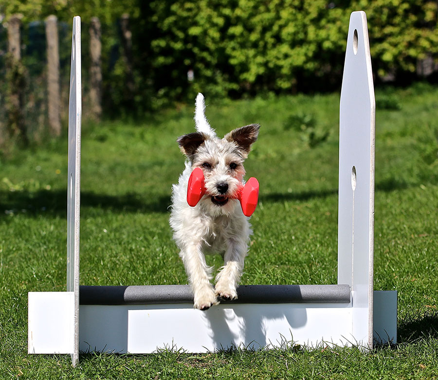 Scent Hurdle Racing