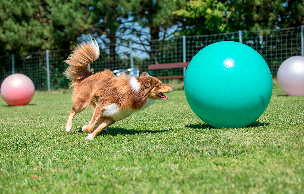 Treibball